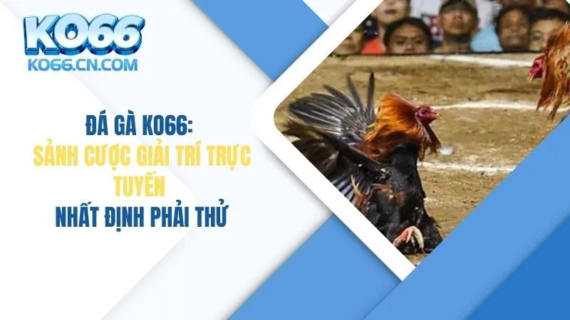 Đá Gà KO66: Sảnh Cược Giải Trí Trực Tuyến Nhất Định Phải Thử