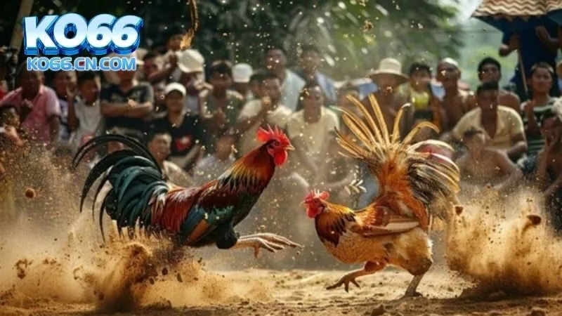 Những trải nghiệm chỉ có tại đá gà KO66